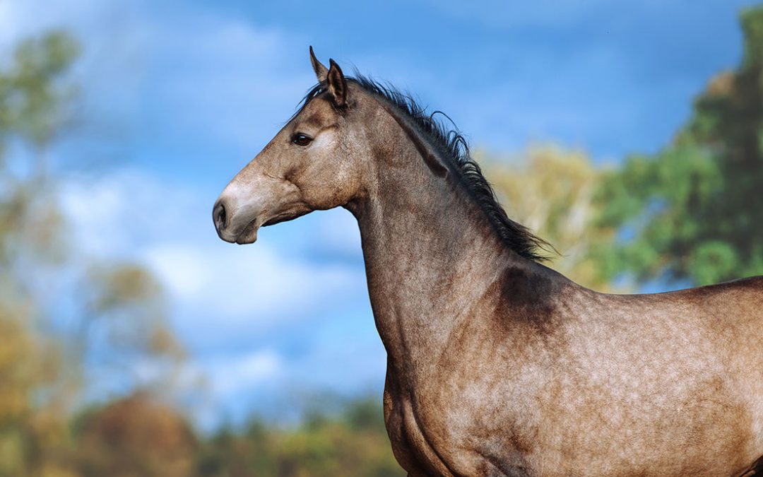 Ovulation inducers in Mares